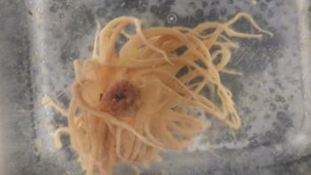Media type: image;   Invertebrate Zoology 153117 Description: live specimen;